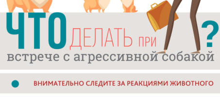 КАК ДЕЙСТВОВАТЬ, ЕСЛИ СОБАКА ГОТОВА НАПАСТЬ