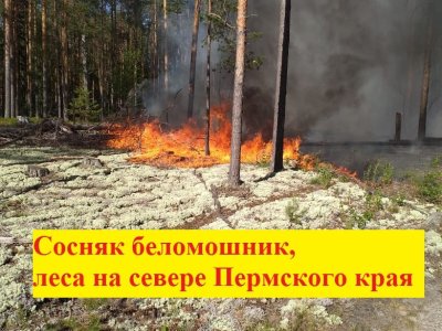 Сосняк беломошник