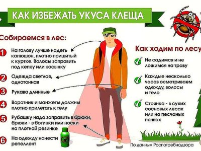 Как избежать укуса клеща