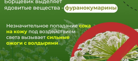 Борьба с борщевиком