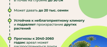 Особенности борщевика сосновского