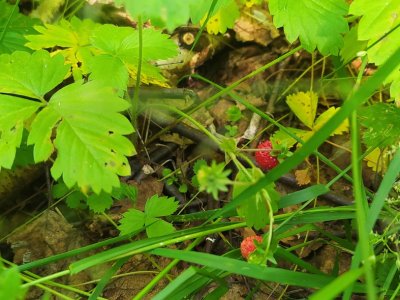 IMG_20200703_145420