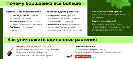 Борьба с борщевиком