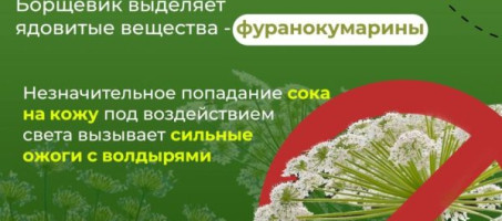 Борщевик — опасность для человека