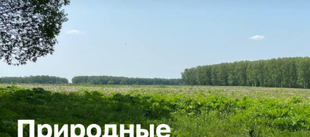 Правила безопасности в лесу